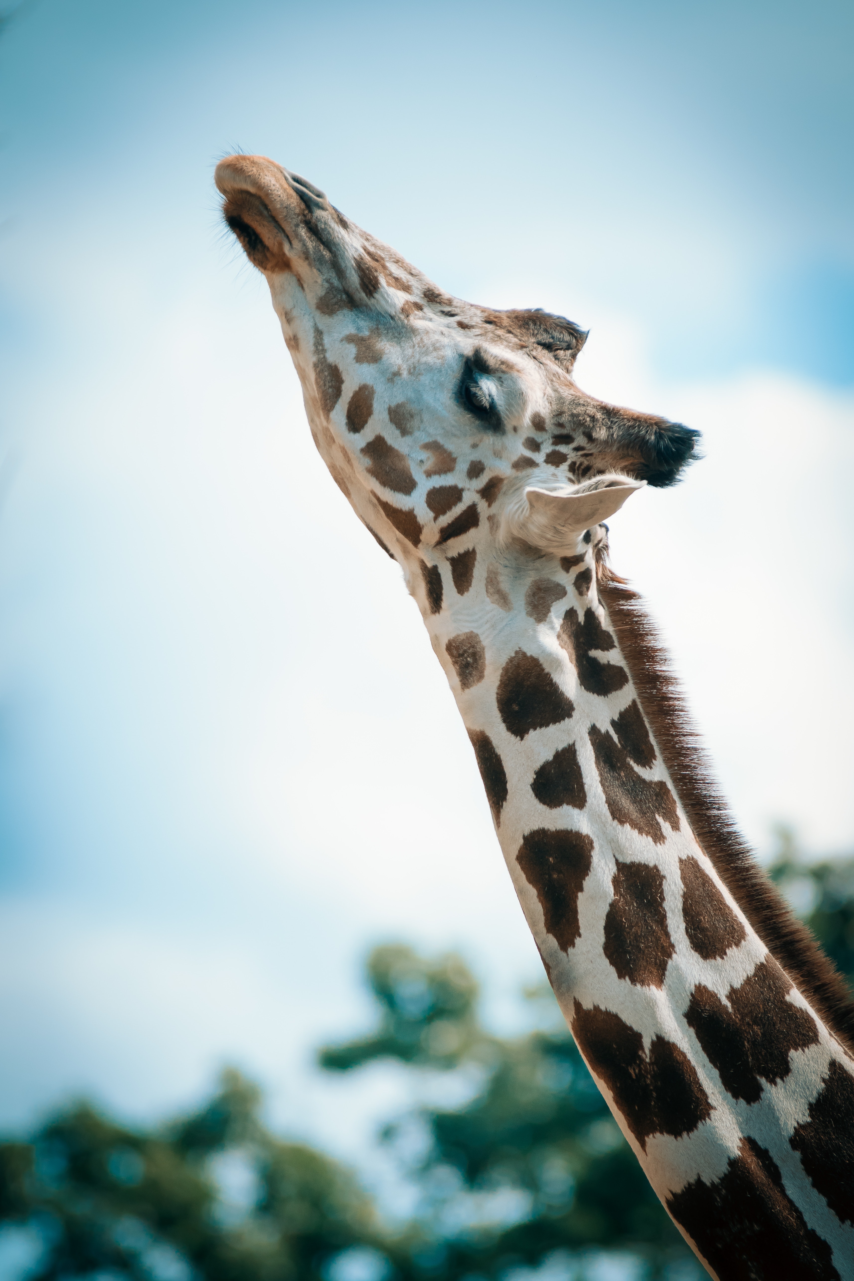 Close up photography of giraffe 1382156