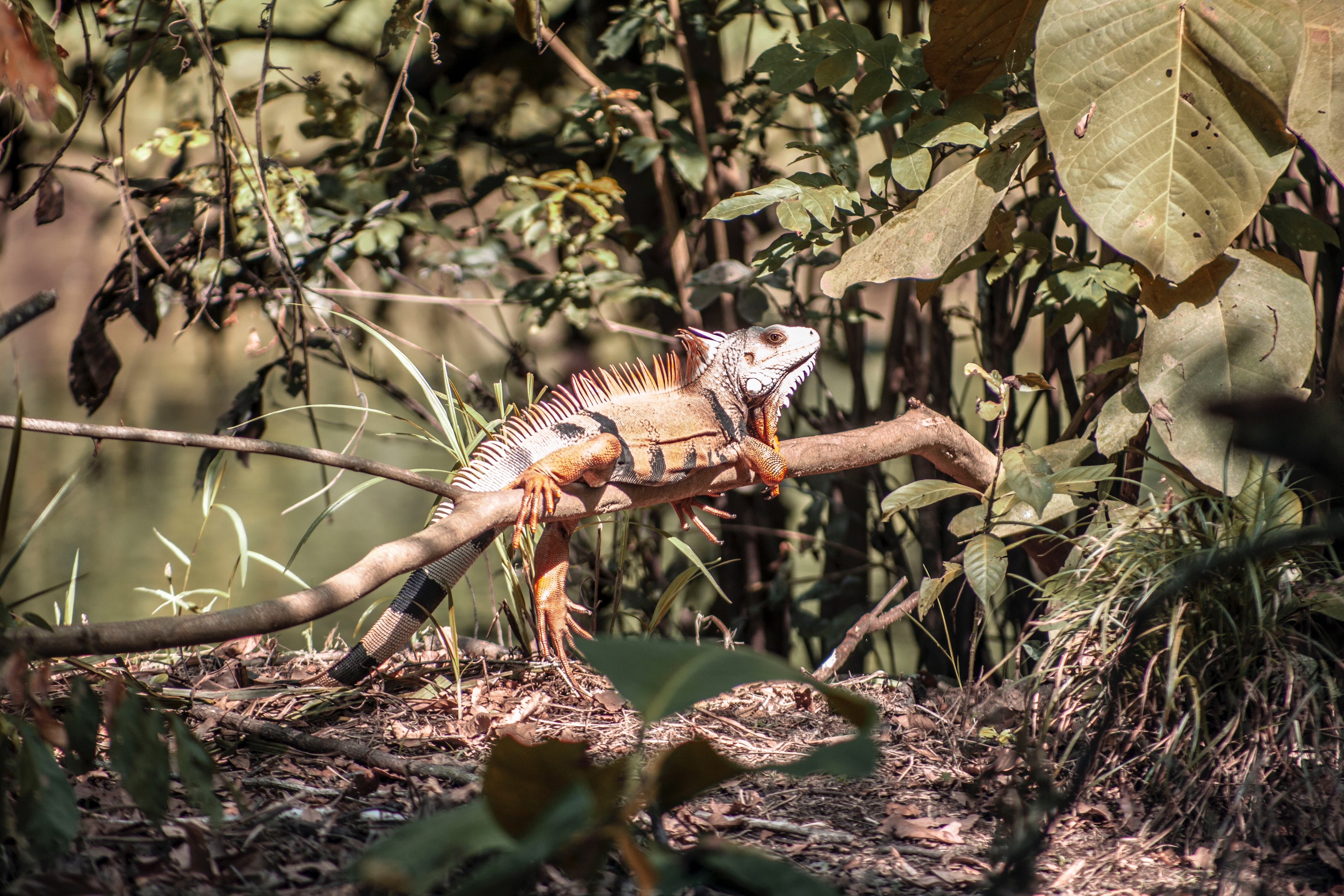 Photo of iguana resting on tree branch 3336083