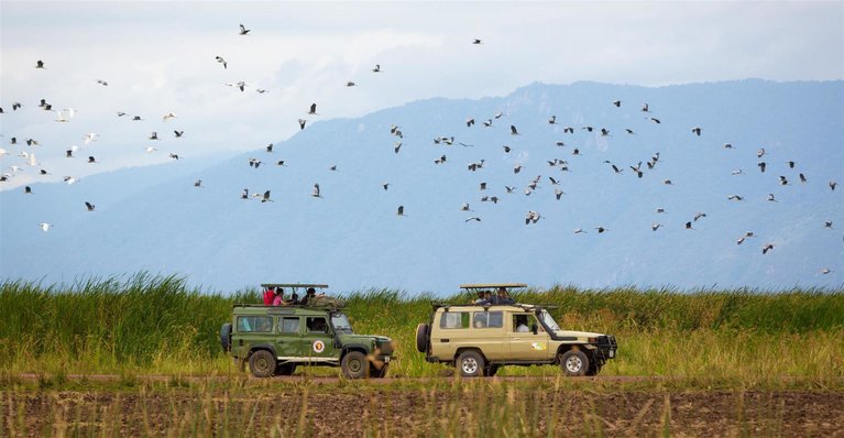 Jeep safari birds flying lake manyara tanzania   767w